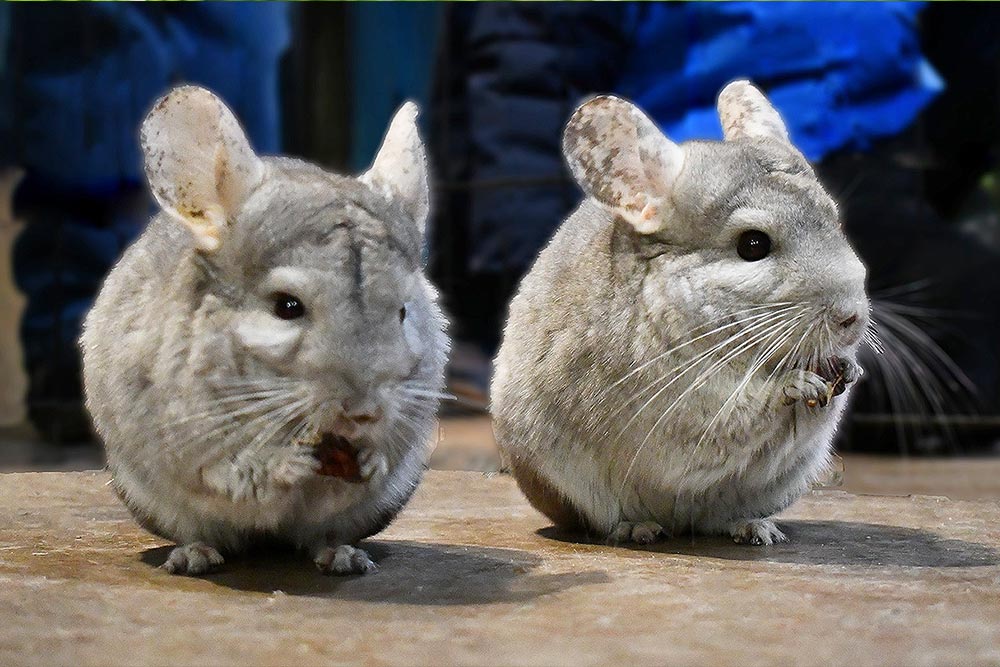 I Hate It When Chinchillas Eat the Universe