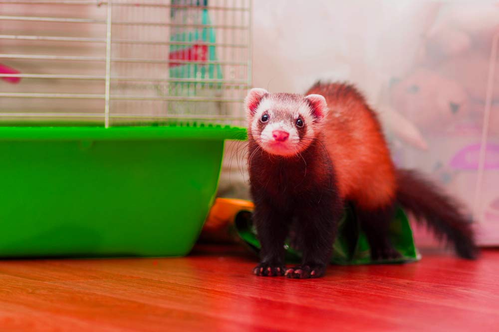 Understanding Your Ferret's Health: Unhealthy Ferret Poop Chart