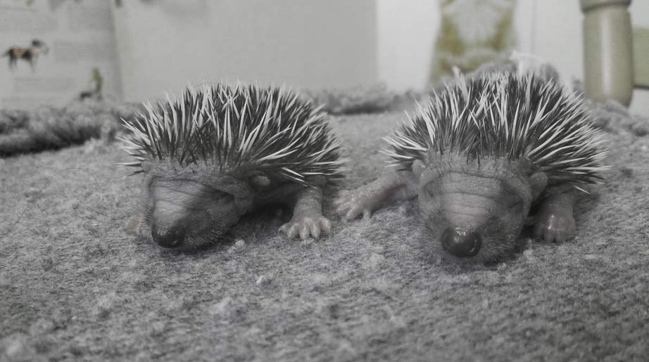 What are baby hedgehogs called