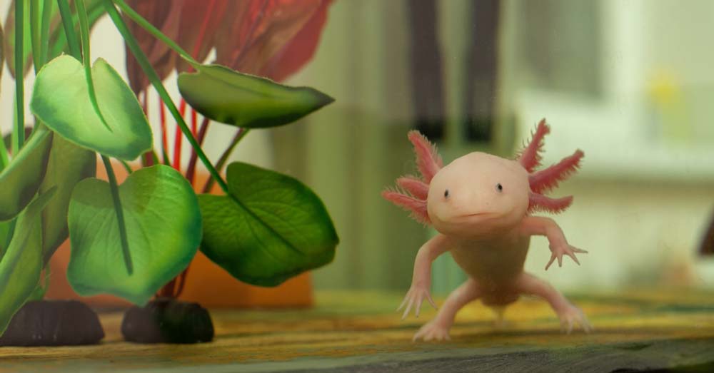 Can Axolotls Go on Land